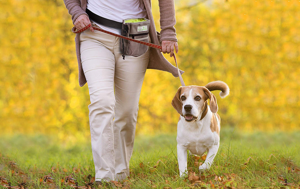 Bolso Para Entrenar A Tu Perro Paw Lifestyles